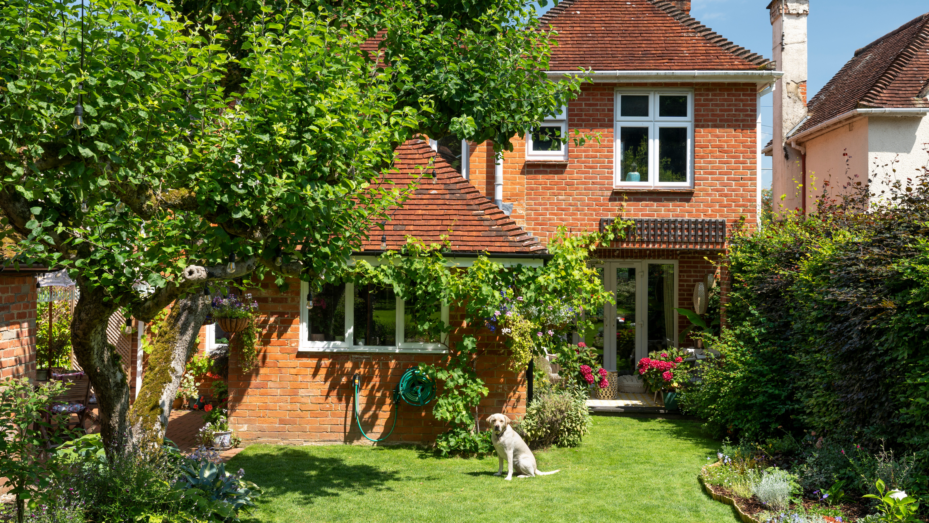 Sunny garden with full shrubs and trees in front of a red brick home. There is a labrador sitting on the lawn.