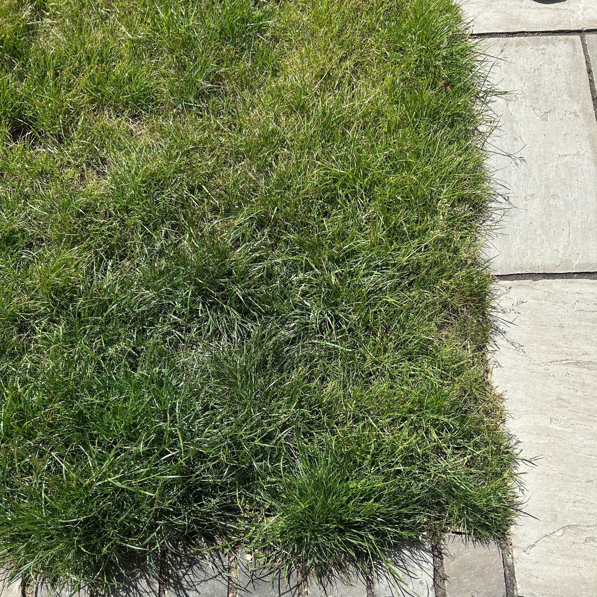 VonHaus G-Series Cordless Grass Trimmer - before trimming corner and edge of grass