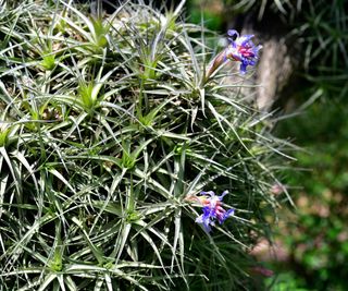 Clavel de aire (Tillandsia aeranthos) is an epiphytic plant native to South America