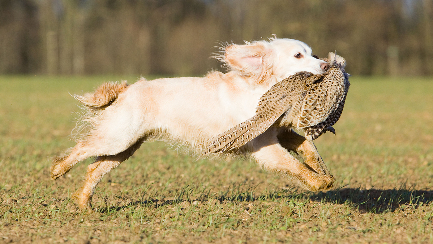 Cocker spaniel retrieving a pheasant