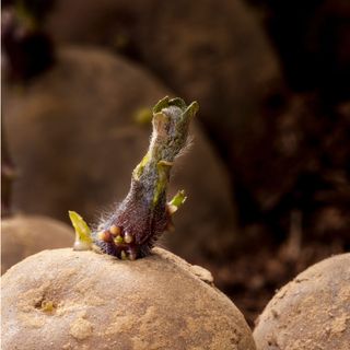 Sprouting seed potato in process of chitting