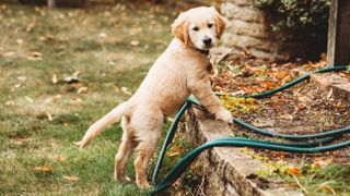 Puppy exploring outside