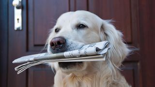 Golden retriever with newspaper in his mouth