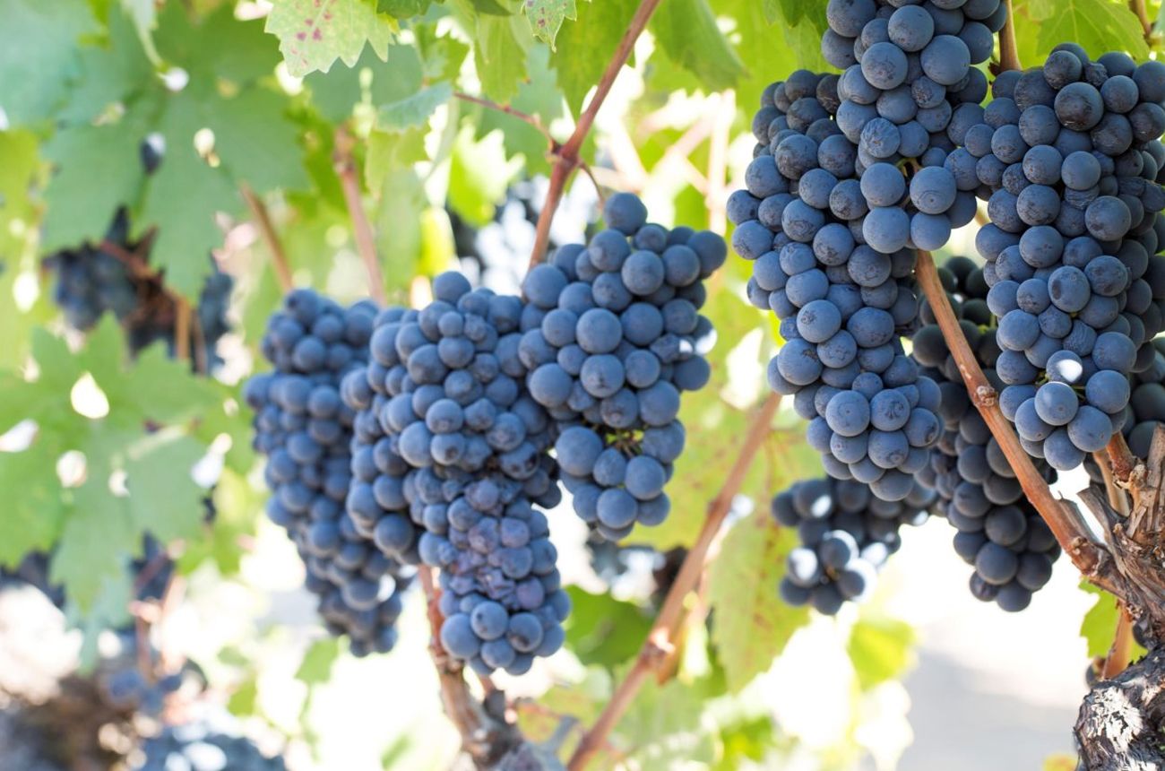 Experience the exciting new wave of California Zinfandel with these 18 wines