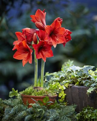 Potted red amaryllis with ivy and evergreen boughs