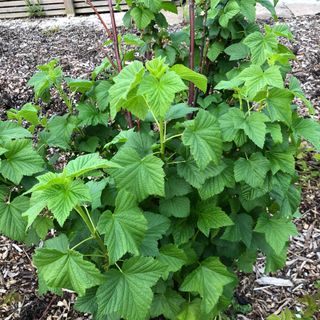 Blackcurrant bush in garden