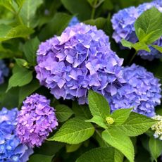 Oversized fresh purple hydrangea blooms