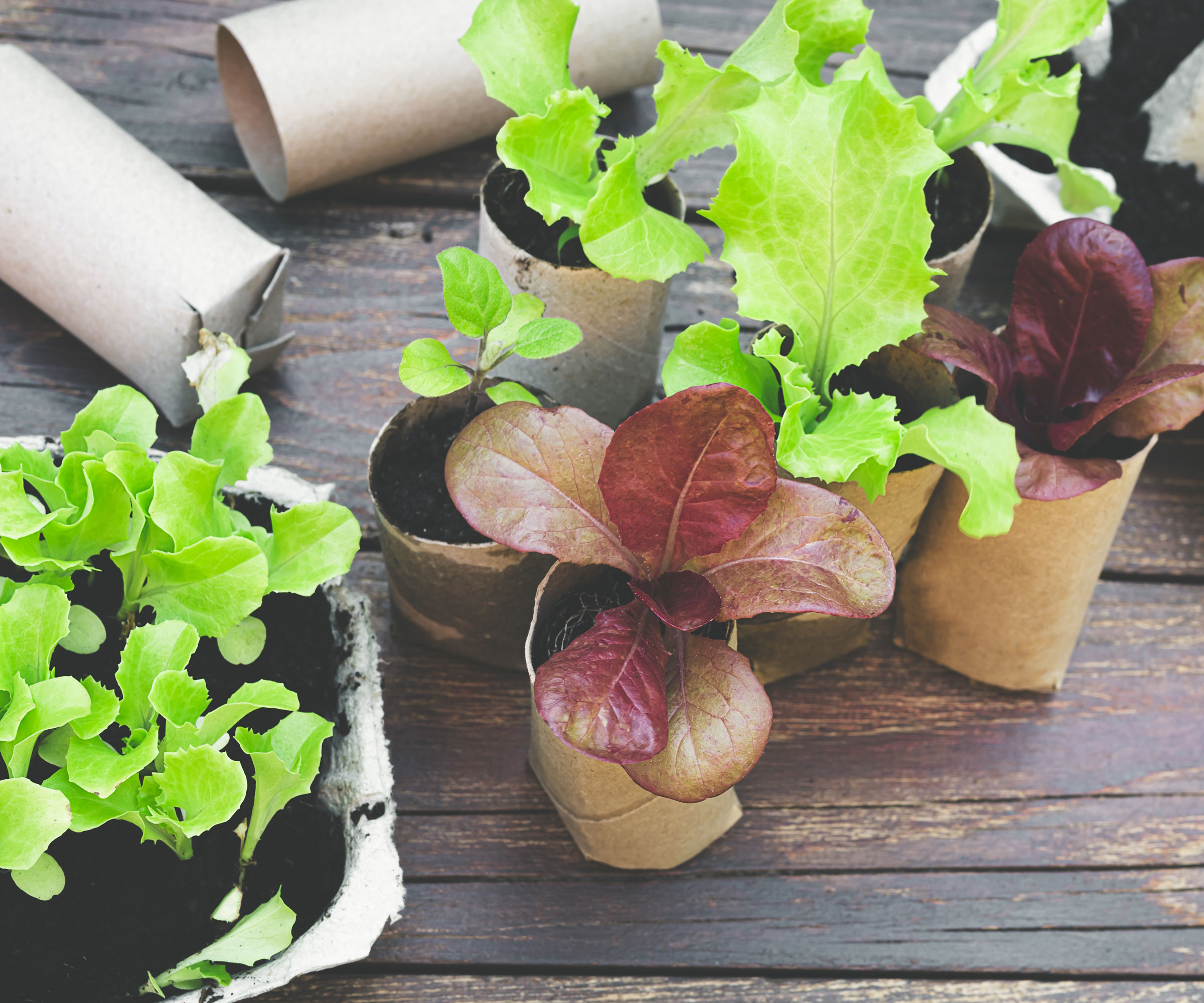seedlings in toilet roll bio-friendly pots on table
