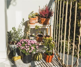 Plants on a sunny balcony