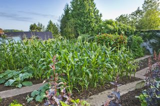 vegetable garden ideas - raised beds