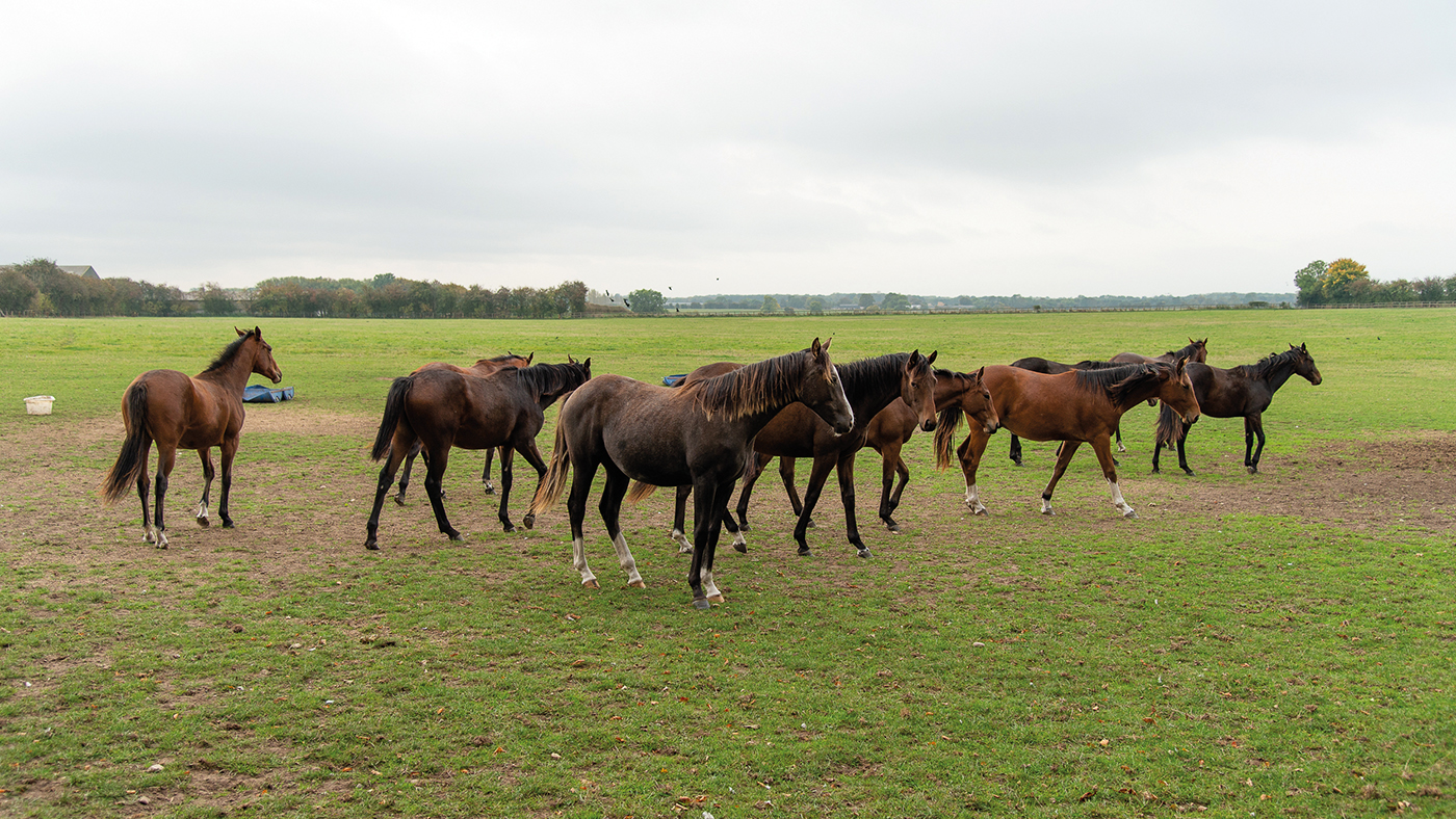 Yearlings, Vere Phillipps, Access All Areas, Horse &amp;amp; Hound, Friday 5th October 2018