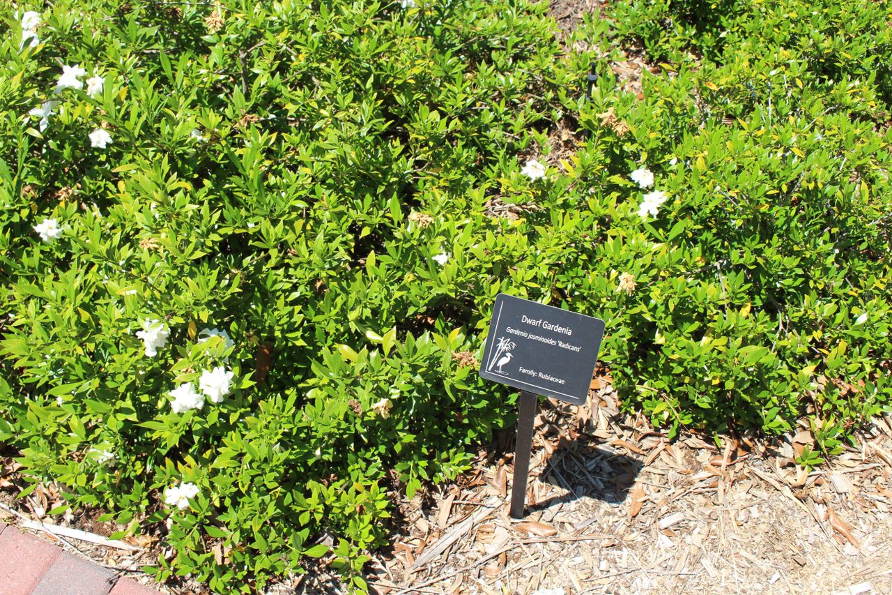 dwarf gardenia e1546522820119