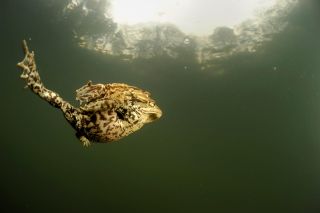 Pair of Common european toads (Bufo bufo) swimming together in pond