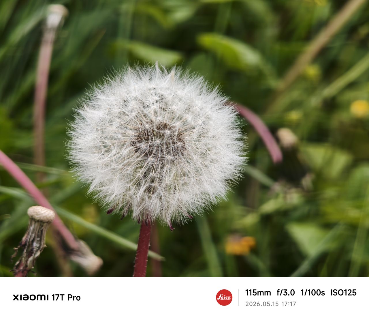 Xiaomi 17T Pro camera sample