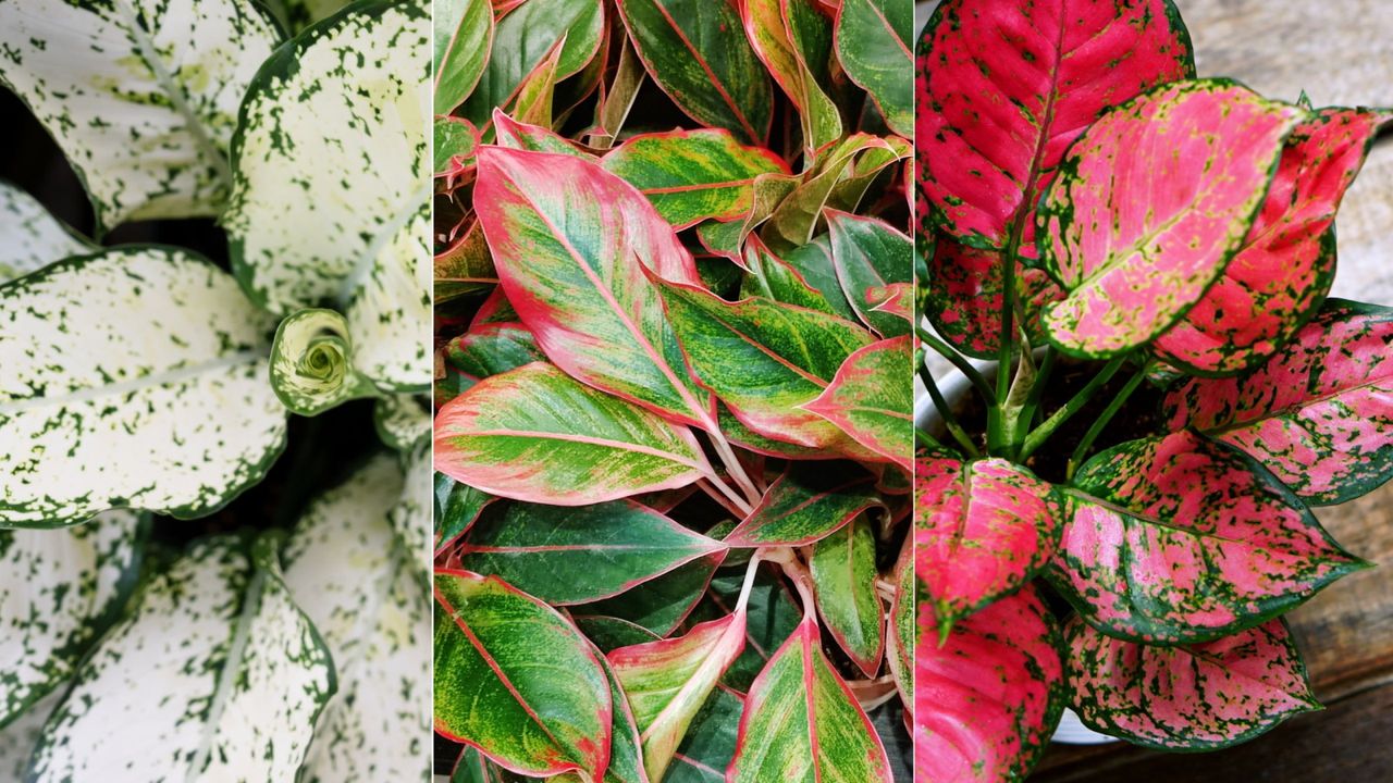 Chinese evergreen varieties 