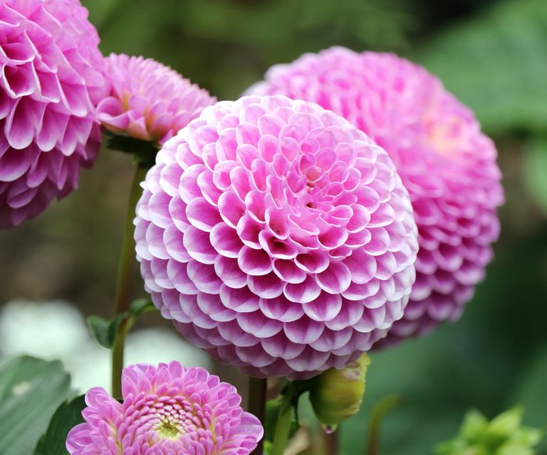 Types of dahlias 16 showstoppers for beds and borders Homes & Gardens
