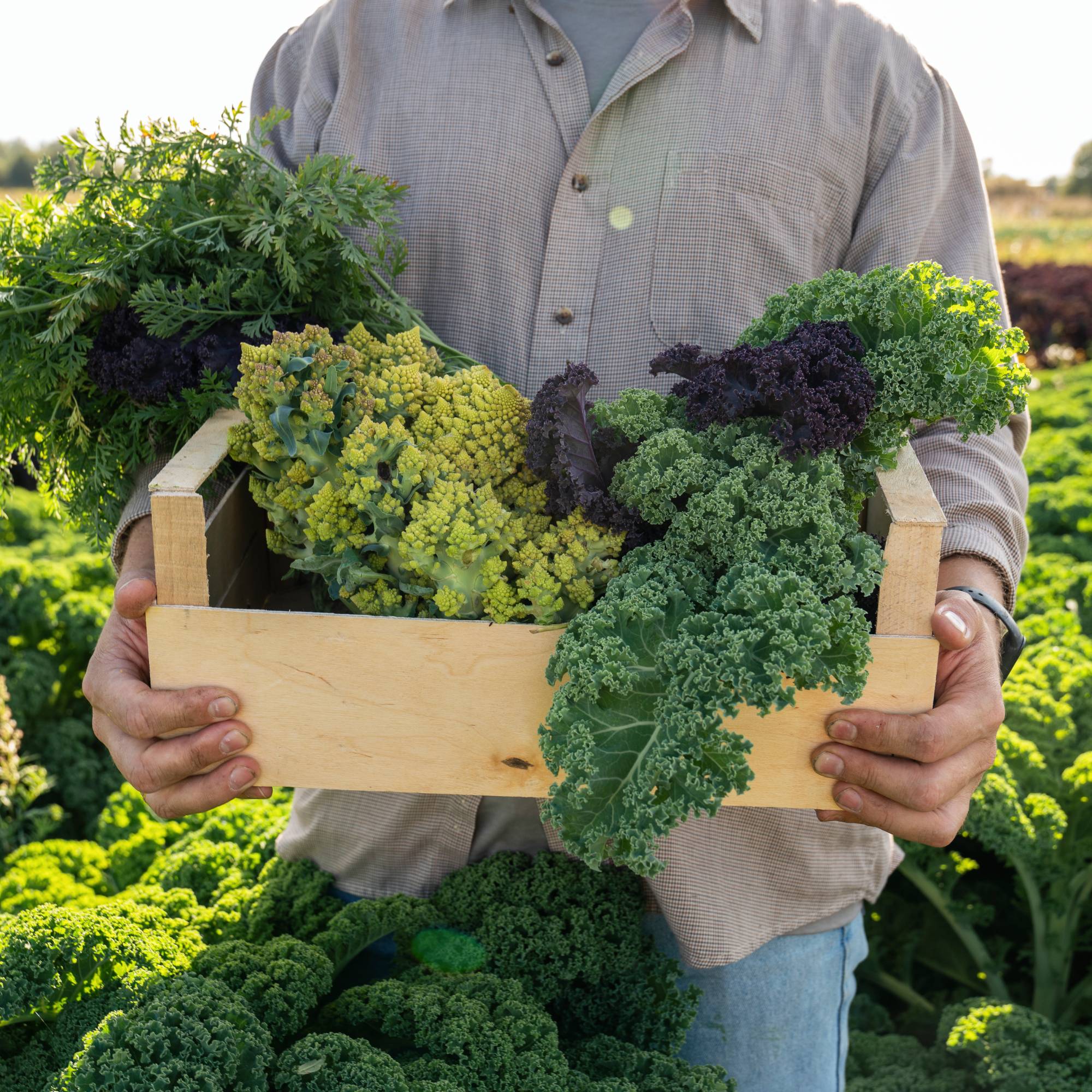 Farmer holding crate of fall vegetables