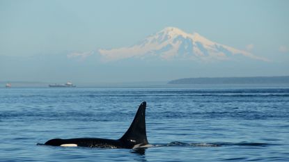 The top half of a black and white killer whale appears above a blue ocean, its dark fin pointed straight upwards, with a tall mountain faintly seen in the distance