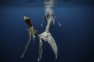 Underwater Photographer of the Year