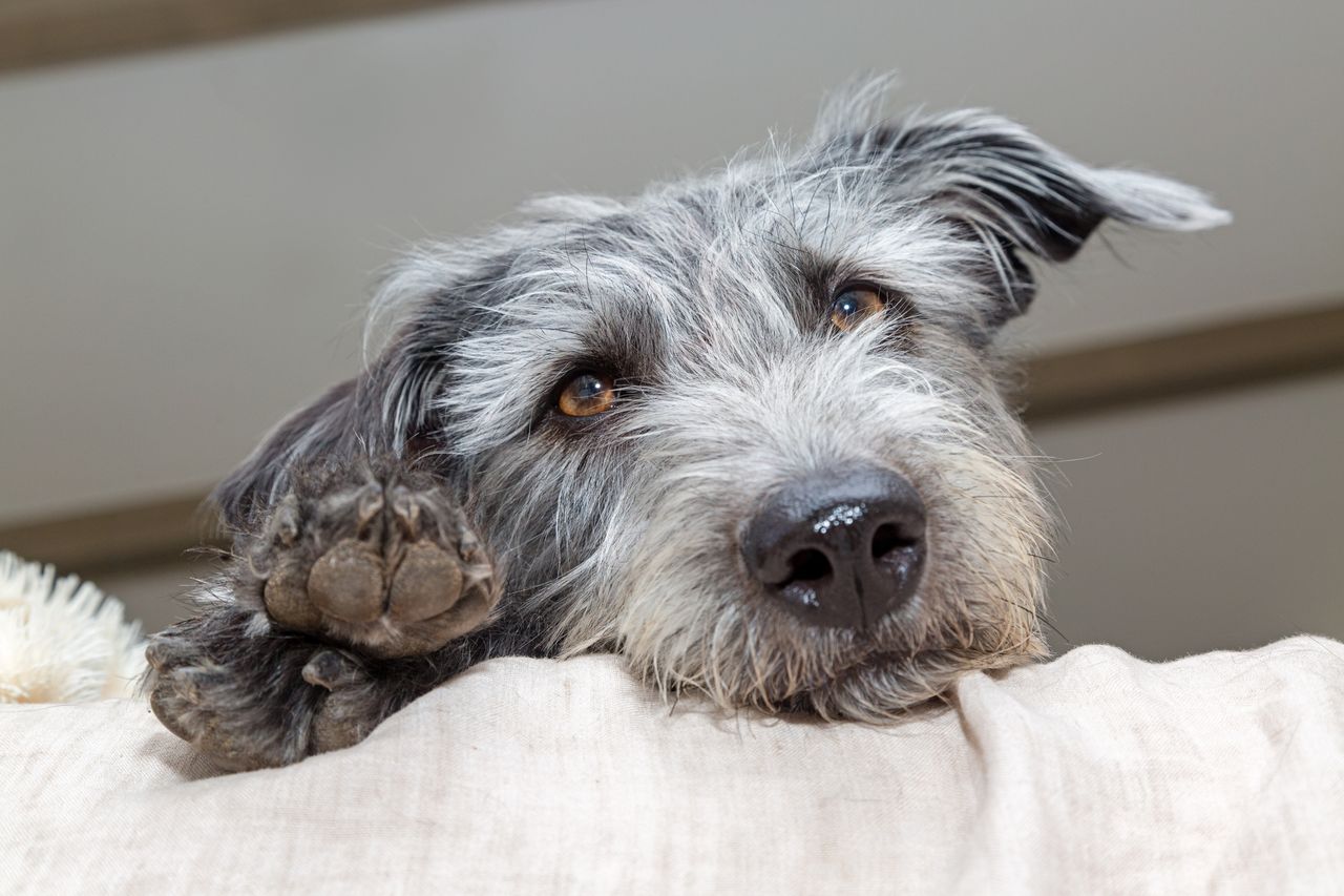 Schnauzer terrier mix.