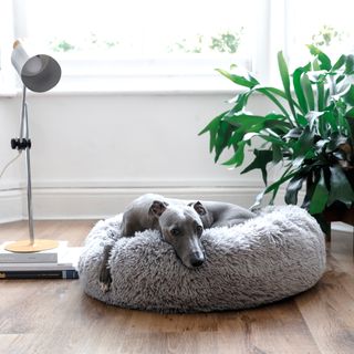 fluffy pet bed