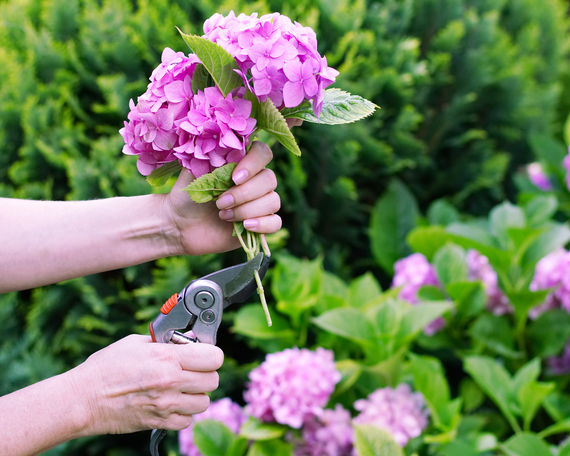 Hand holding a freshly cut hydrangea stem, with pruners in the other hand