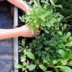 Woman planting herbs in raised bed garden