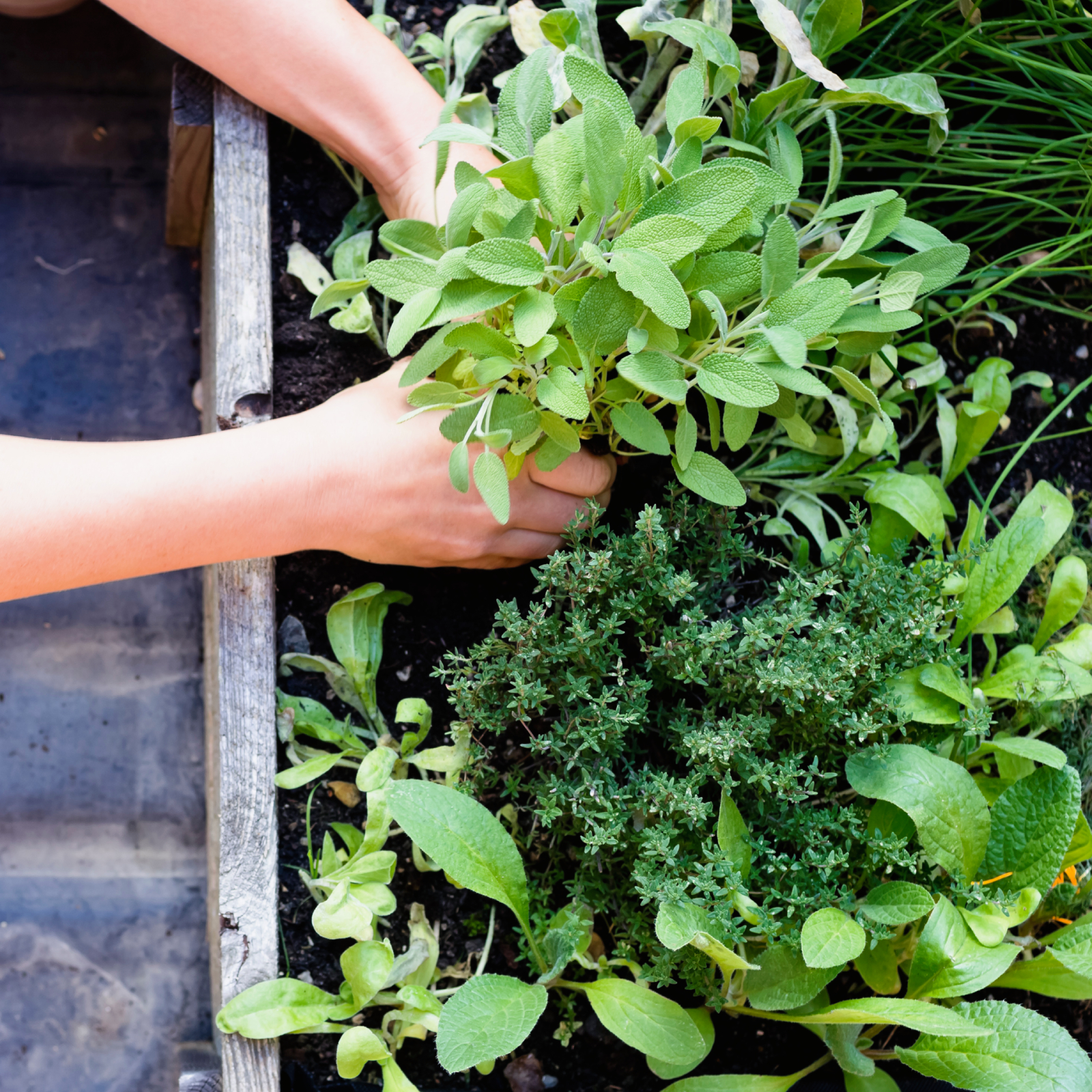 Woman planting herbs in raised bed garden