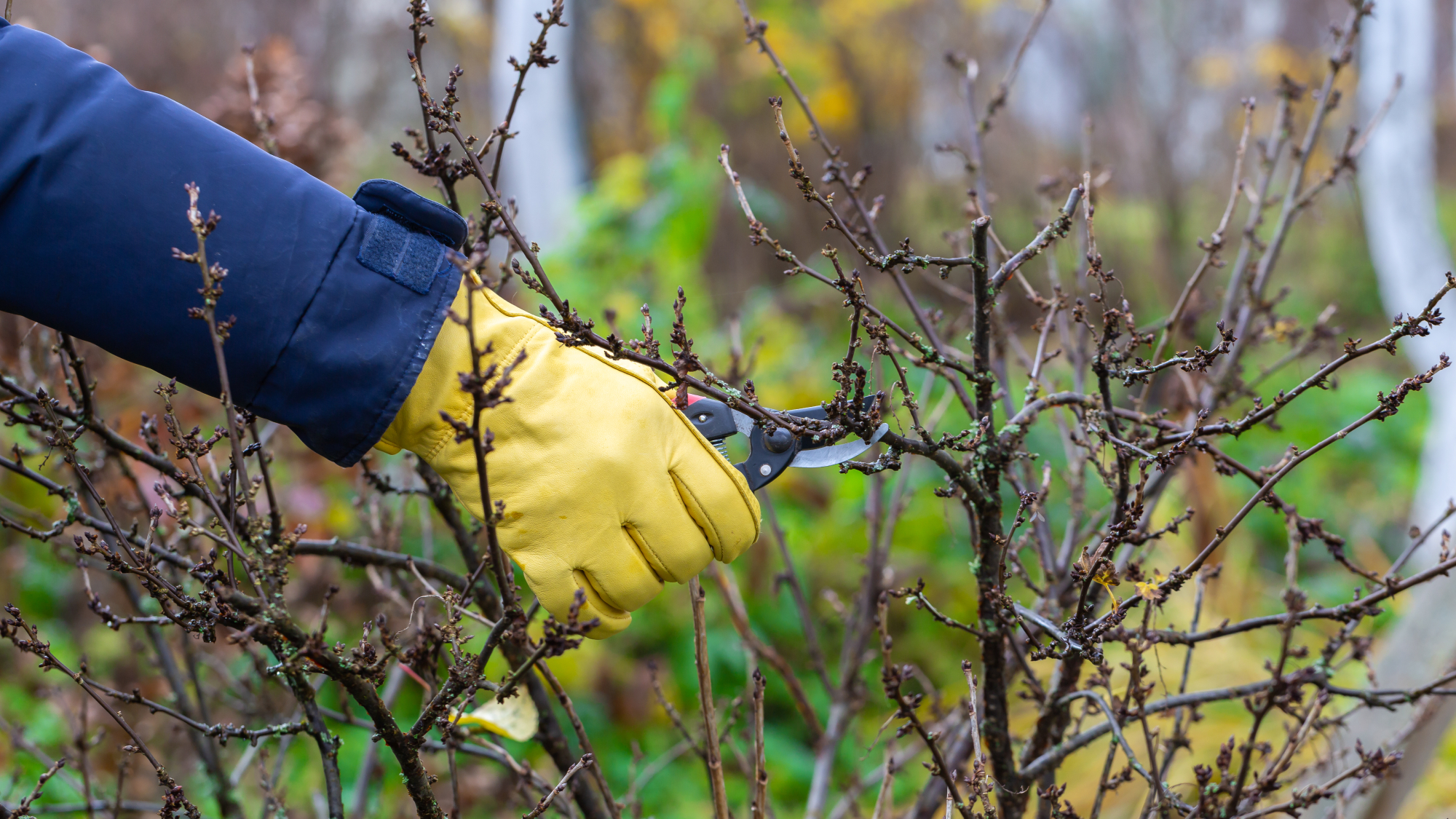 hand pruning bare shrub 