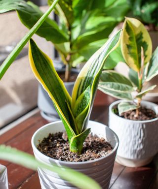 A young growing snake plant (Dracaena trifasciata, Mother-in-Law's Tongue)