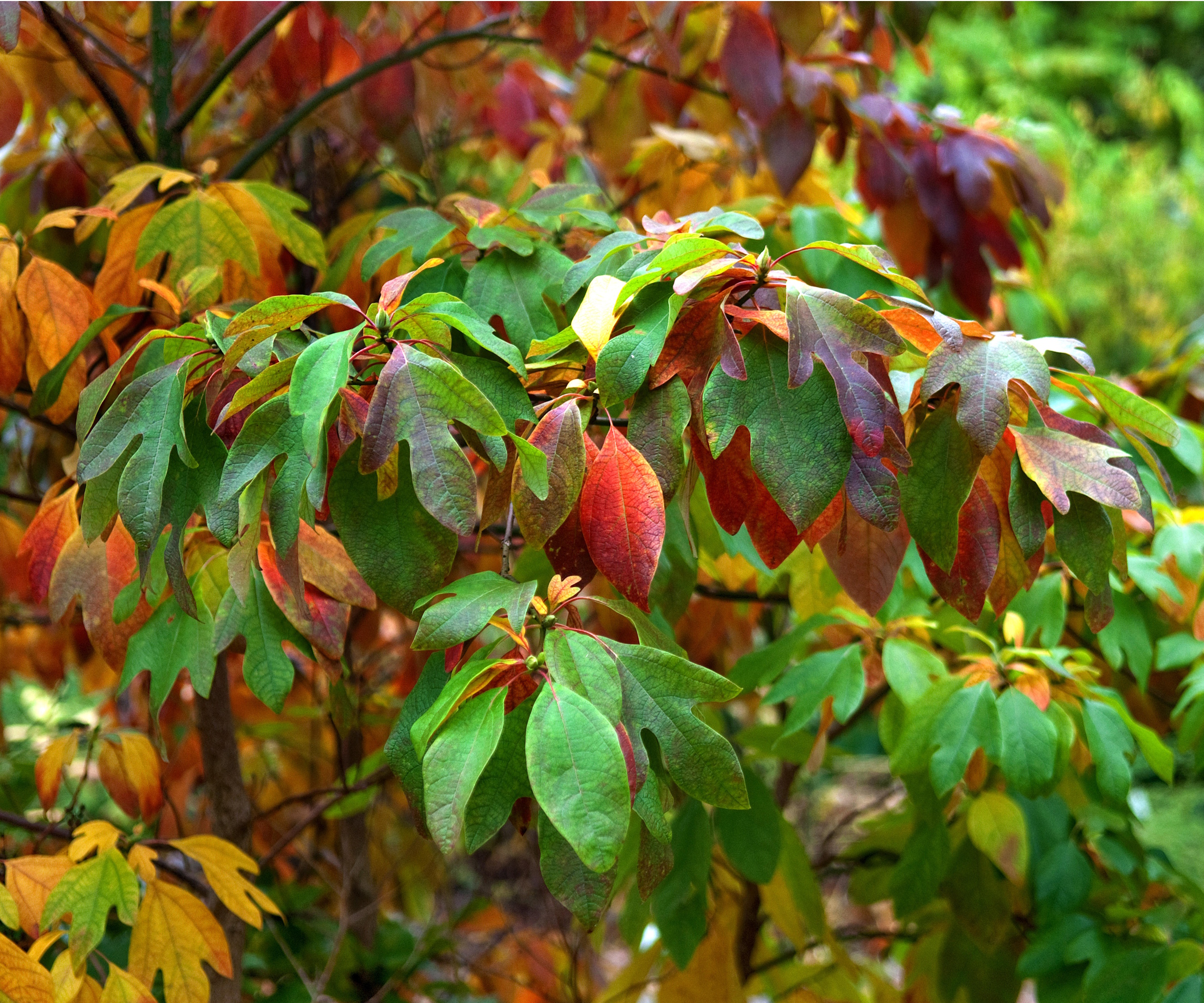 Sassafras tree in autumn colours
