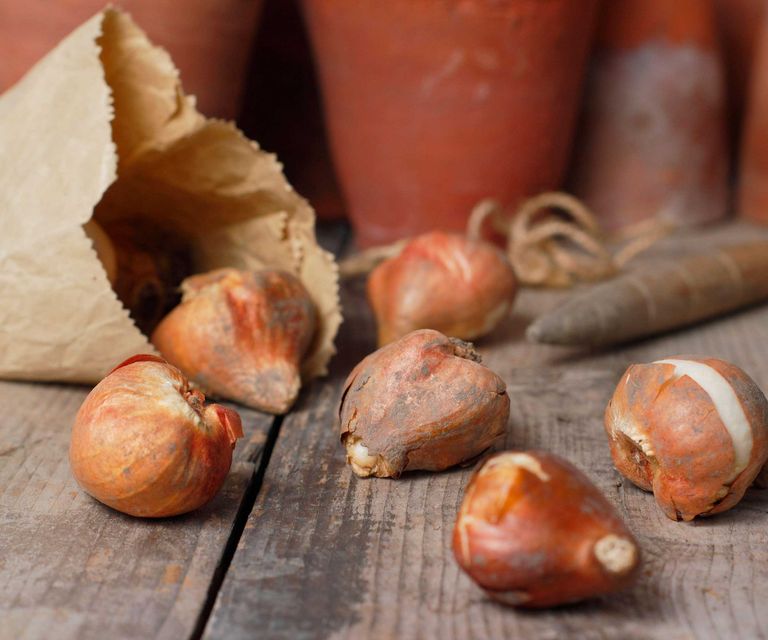 What to do with tulips after they bloom how to store bulbs Homes