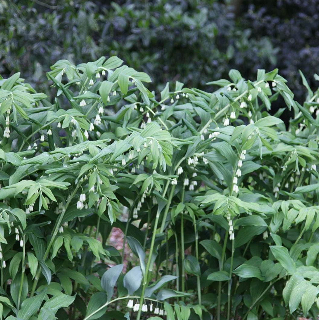 Cottage garden plants - Polygonatum x hybridum (Solomon's seal)