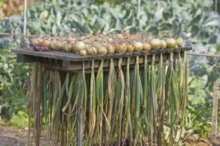 onions drying out