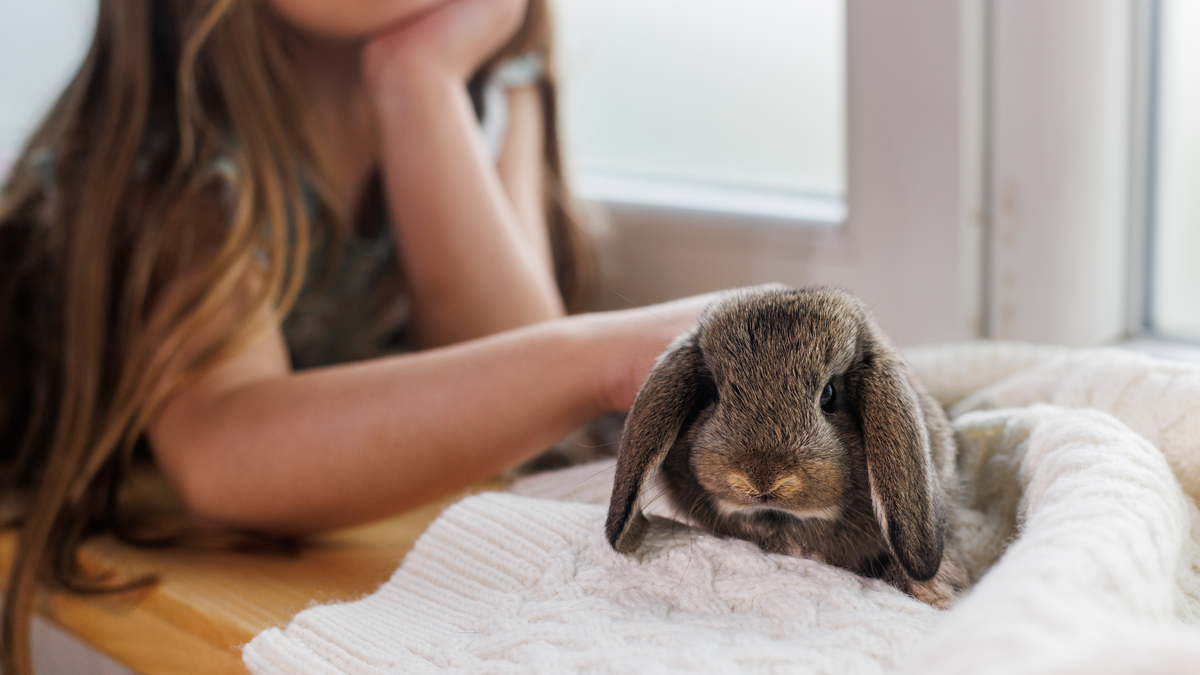 Picture of How to keep a rabbit warm in the winter with tips from a vet | PetsRadar