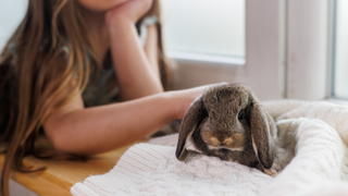 Bunny sitting on a cream jumper on a window ledge and a girl stroking him in the background