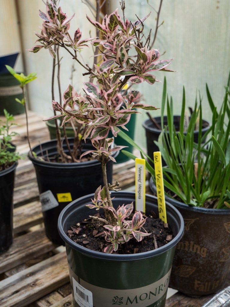 Several Different Potted Plants