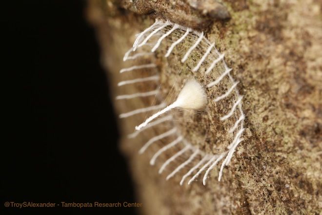 This strange formation found in the Peruvian Amazon resembles a tiny spire surrounded by a webby picket fence and is about 2 centimeters (0.8 inches) wide.