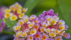 Pink and yellow lantana flowers in a garden