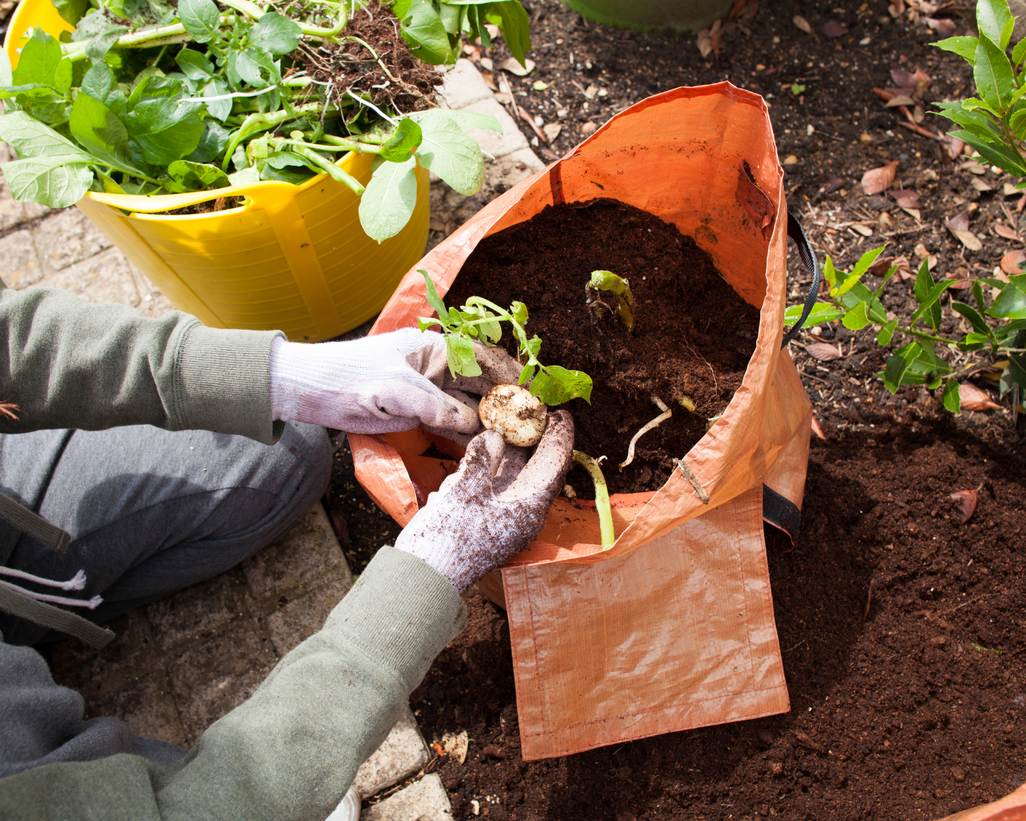 woman harvesting potatoes in grow bag