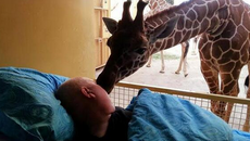 Feel all the feels by looking at this giraffe 'kiss' a dying cancer patient