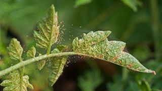 Spider mites on a plant