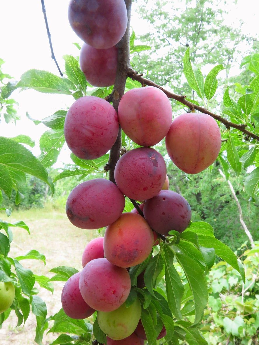 Jubileum Plum Tree Branch Full Of Plums