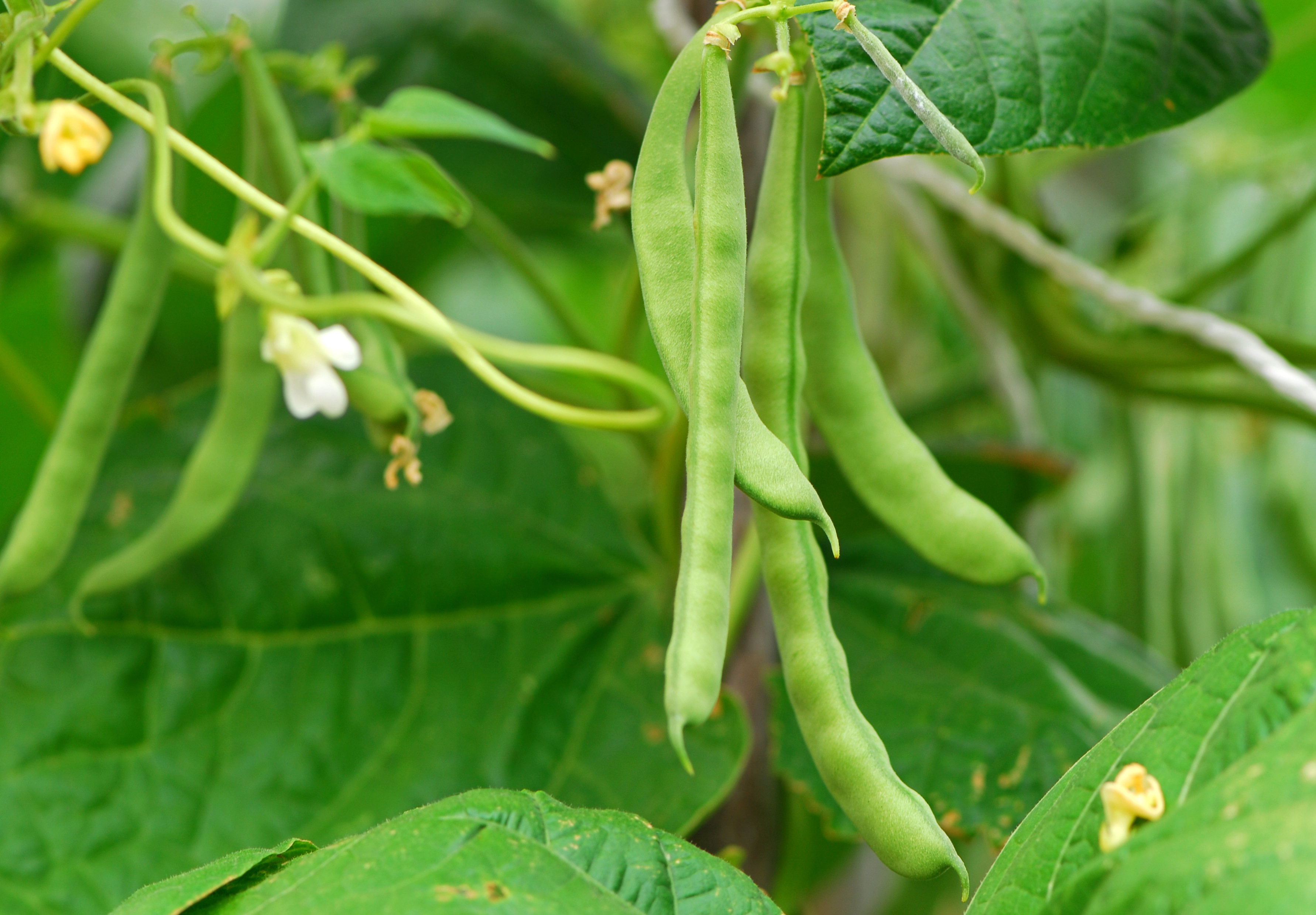 how to grow runner beans | real homes
