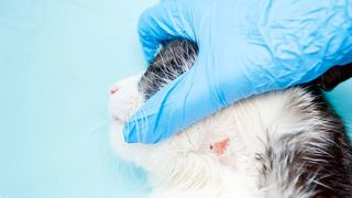 veterinary examination of cat fur and skin problem