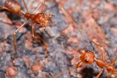 Fire Ant