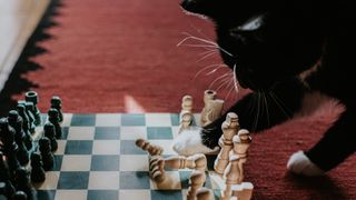 Cat knocks over chess pieces
