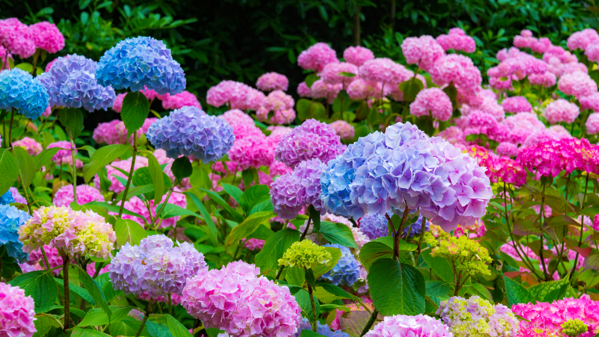 blue and pink mophead hydrangea growing in garden