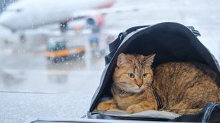 Flying with a cat