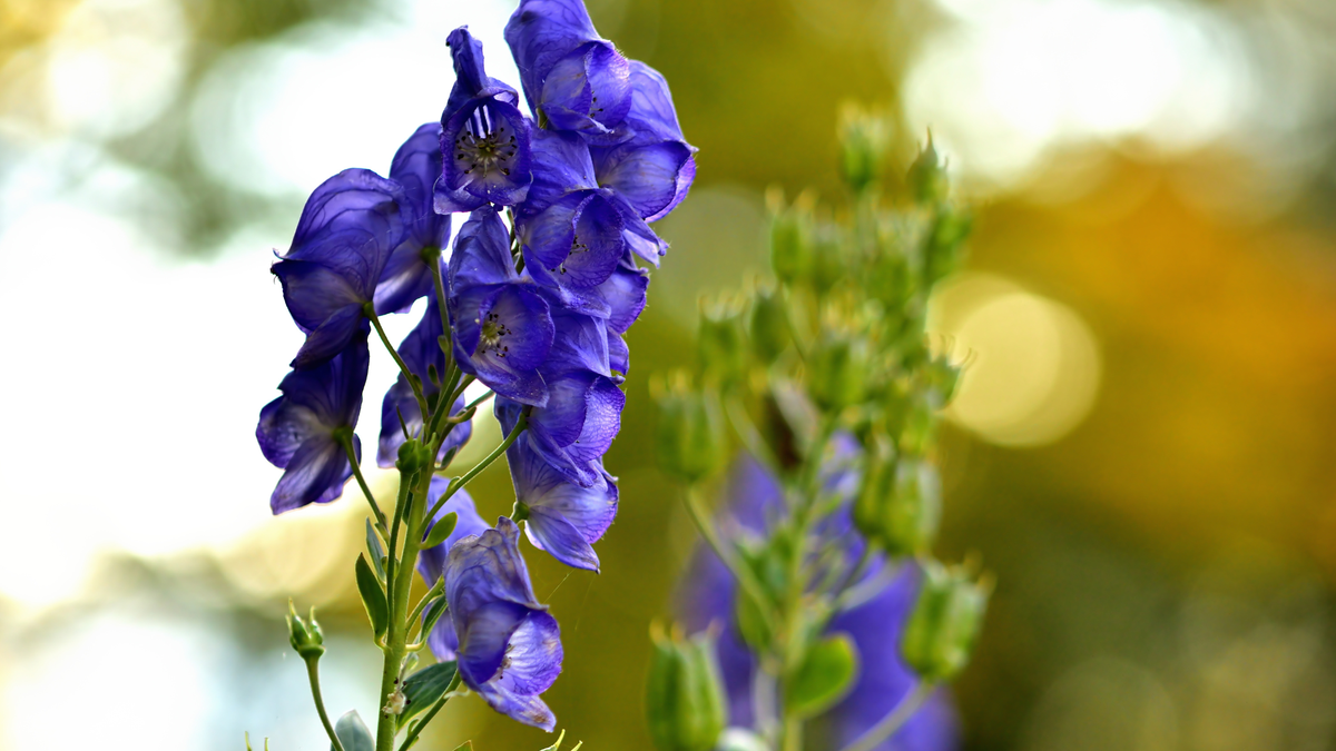 Meet Your Forbidden Birth Month Flower – And The Secret Meanings Behind All 12